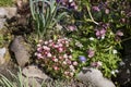 Red spring flowers of saxifraga x arendsii blooming in rock garden, close up Royalty Free Stock Photo